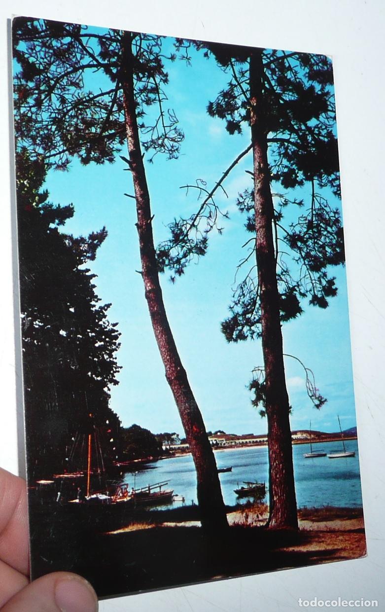 Postales: Postal Isla de La Toja Pontevedra N&ordm; 9701 Detalle del pinar. Circulada en los a&ntilde;os 60.