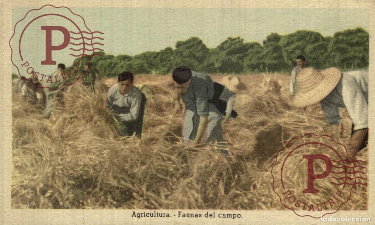Postales: AGRICULTURA. FAENAS DEL CAMPO.- ED. VICESECRETARIA EDUCACI&Oacute;N POPULAR. FALANGE. GUERRA CIVIL ESPA&Ntilde;OLA