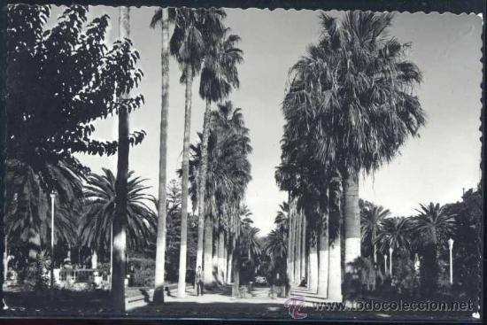 Postales: MELILLA.- PARQUE HERNANDEZ. PASEO LATERAL - Foto 1