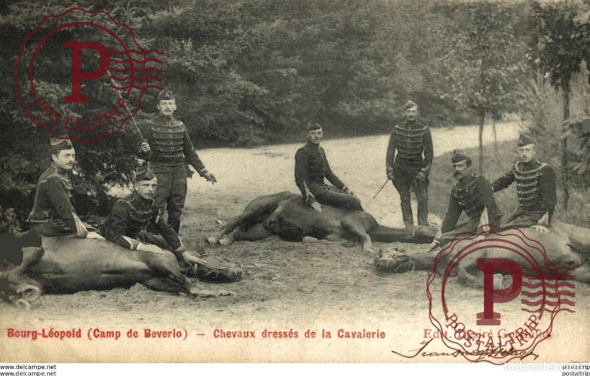 Postales: CHEVAUX DRESS&Eacute;S DE LA CAVALERIE - Camp de BEVERLOO KAMP LEOPOLDSBURG BOURG LEOPOLD WWICOLLECTION
