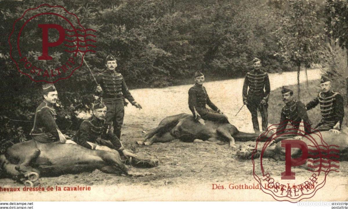Postales: CHEVAUX DRESS&Eacute;S DE LA CAVALERIE- Camp de BEVERLOO KAMP LEOPOLDSBURG BOURG LEOPOLD WWICOLLECTION