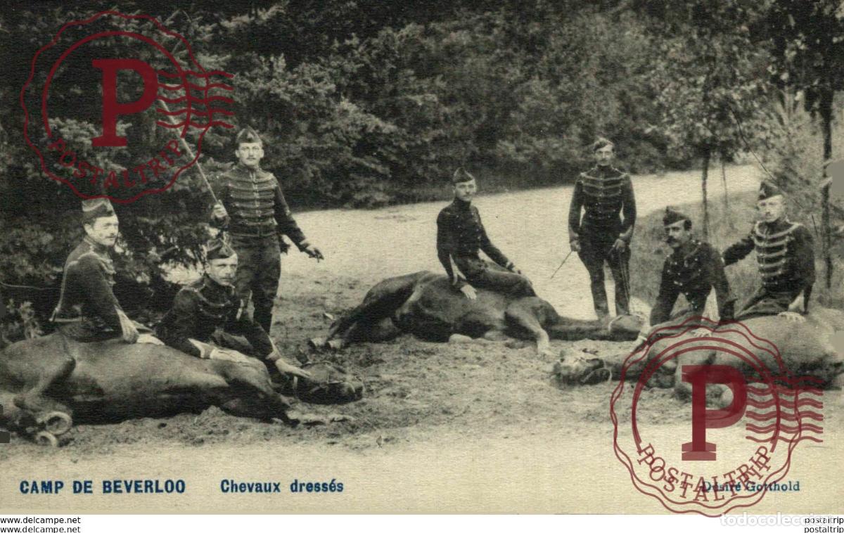 Postales: CHEVAUX DRESS&Eacute;S - Camp de BEVERLOO KAMP LEOPOLDSBURG BOURG LEOPOLD WWICOLLECTION