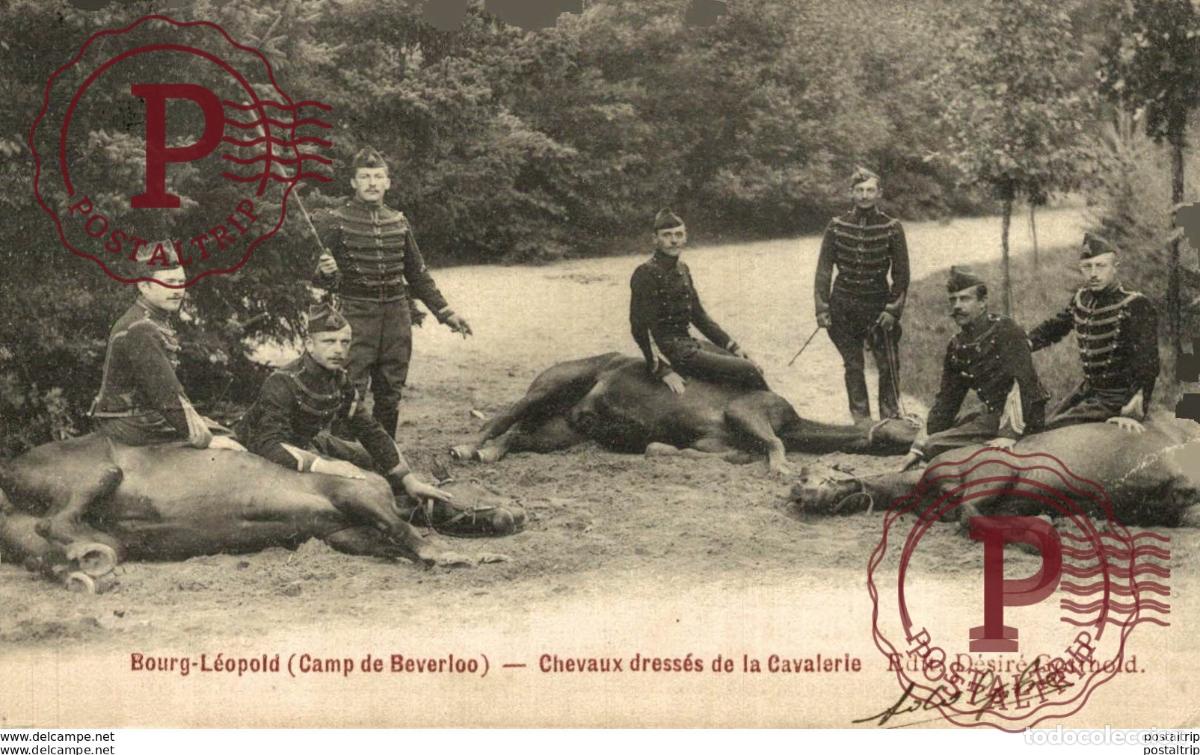 Postales: CHEVAUX DRESS&Eacute;S DE LA CAVALERIE - Camp de BEVERLOO KAMP LEOPOLDSBURG BOURG LEOPOLD WWICOLLECTION
