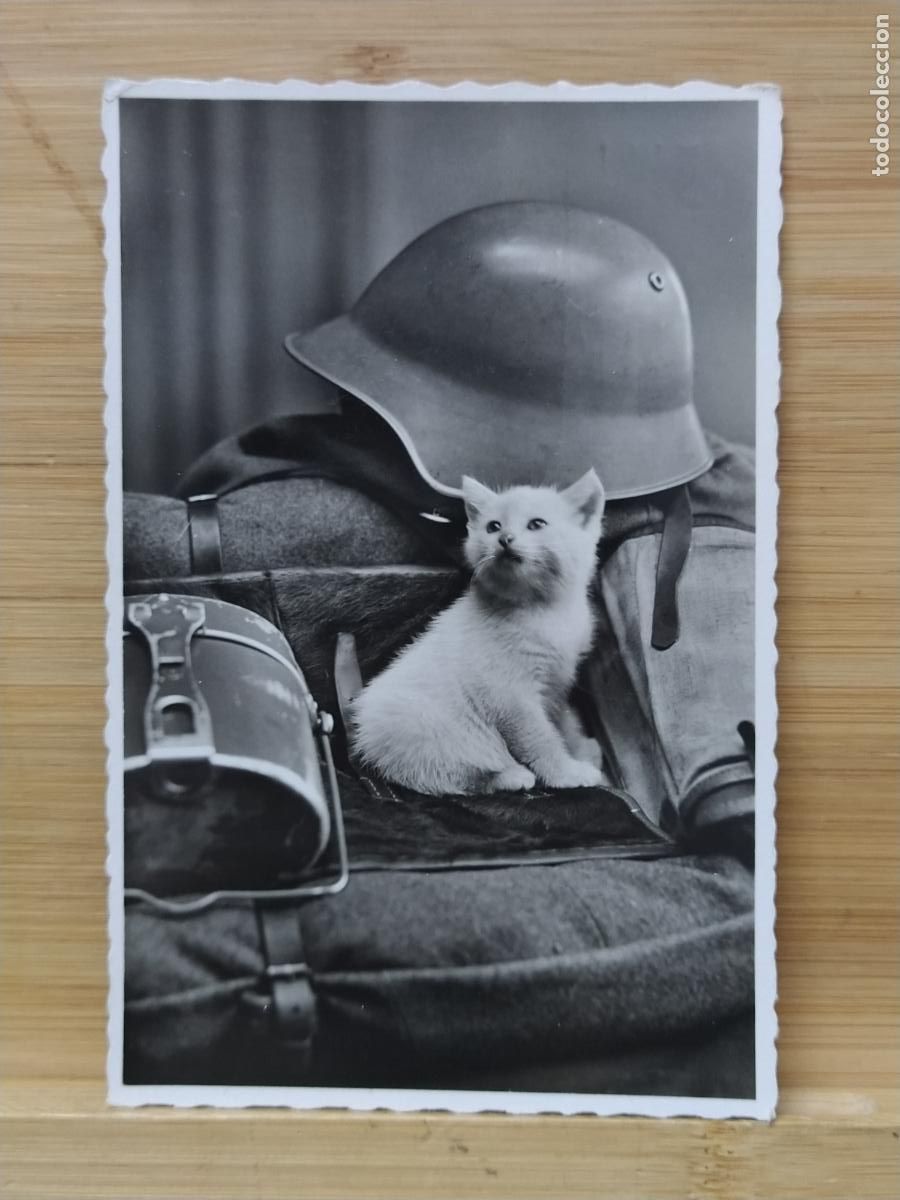 Postales: GATO JUNTO A TRAJE MILITAR - FOTOGRAFICA - POSTAL ANTIGUA -(117.055)