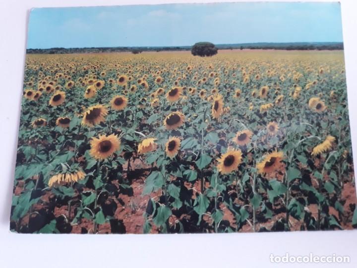 Postales: Campos girasoles murcia - Foto 1