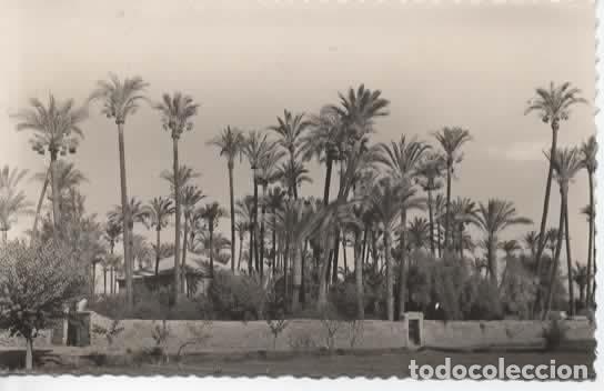 Postales: MURCIA PALMERAL SIN ESCRIBIR