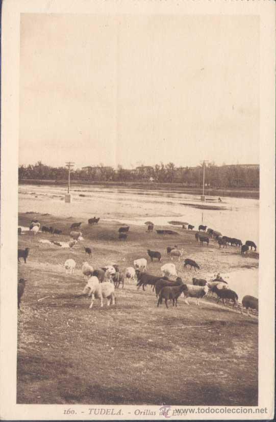 Postales: TUDELA (NAVARRA).- ORILLAS DEL EBRO - Foto 1