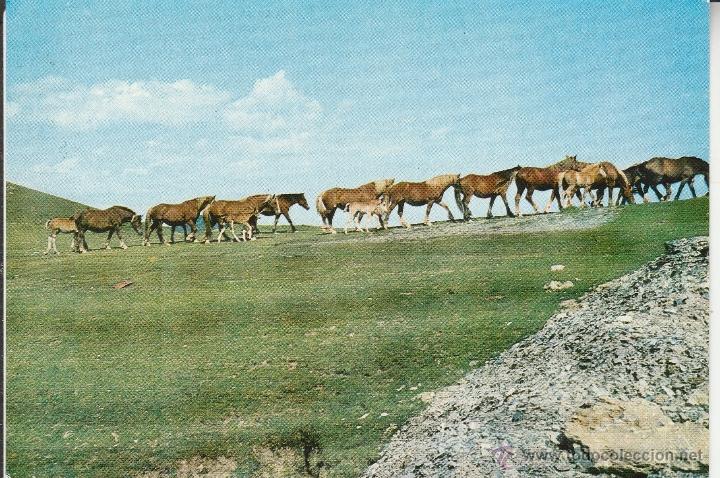 Postales: N&ordm; 23942 POSTAL ISABA NAVARRA YEGUADA EN EL COLLADO DE ERAIZE - Foto 1
