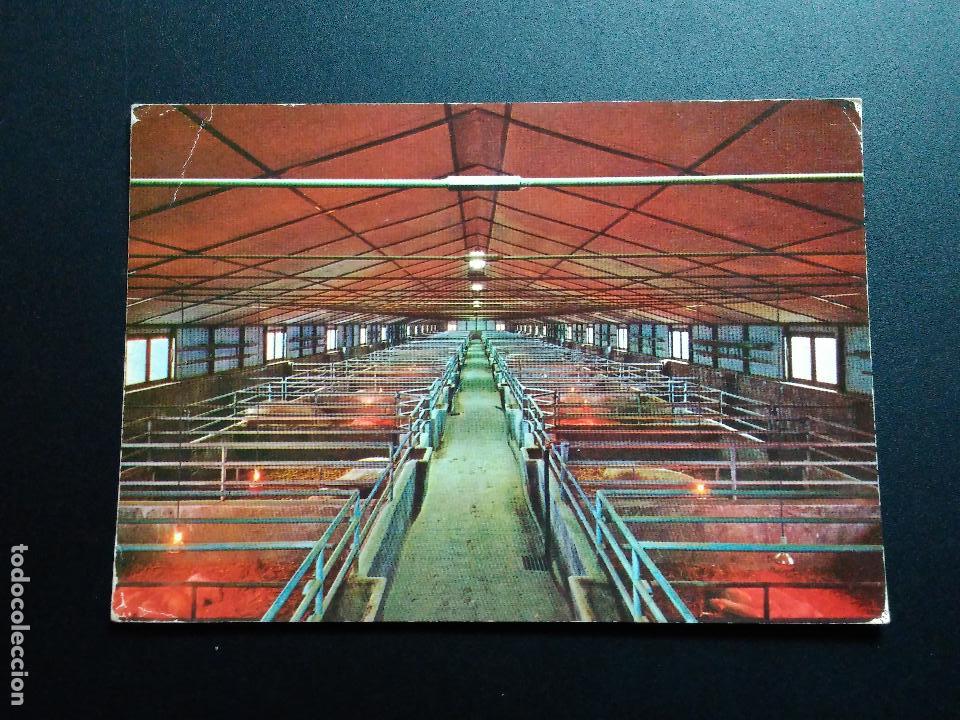 Postales: POSTAL ESTABLO DE GANADO. PAMPLONA. EDICIONES COMPLEX - Foto 1