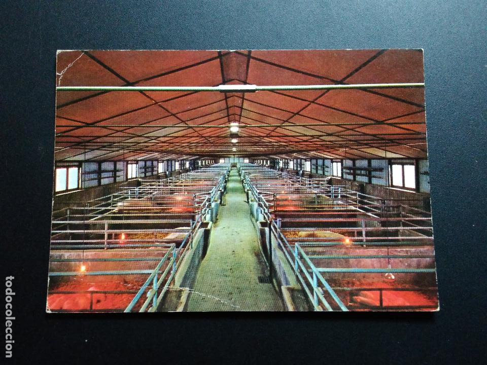 Postales: POSTAL ESTABLO DE GANADO. PAMPLONA. EDICIONES COMPLEX - Foto 1