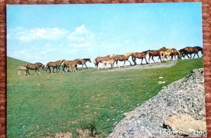 Postales: ISABA - YEGUADA EN EL COLLADO DE ERAIZE - Foto 1