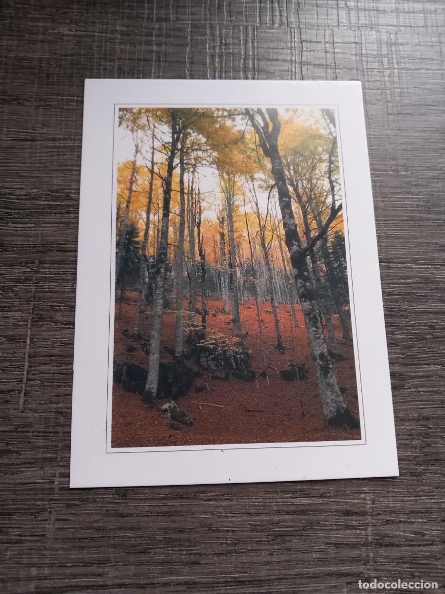 Postales: Postal Bosque de Irati | Navarra - Foto 1