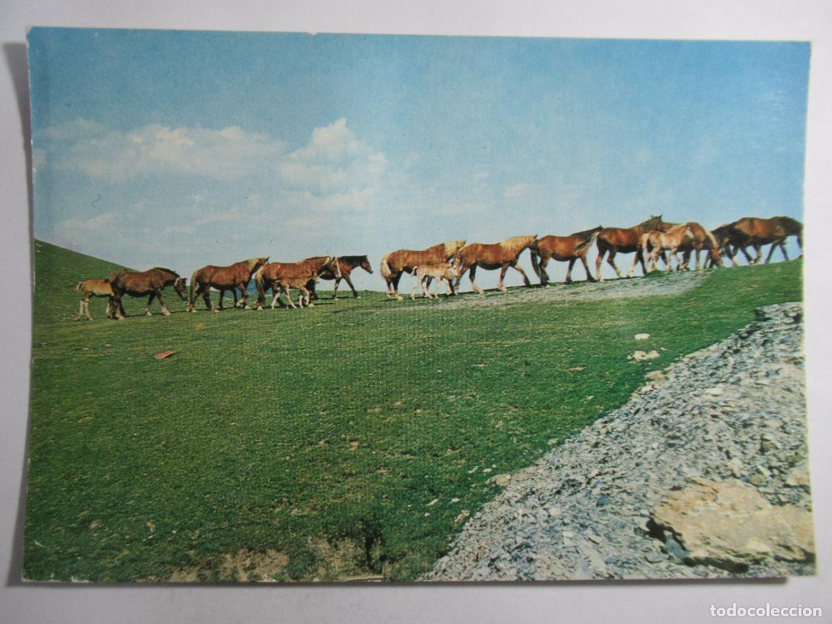 Postales: Isaba (Navarra) - Yeguada en el Collado de Eraize - S/C - Foto 1
