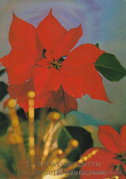 Postales: flor de Pascua - Foto 1