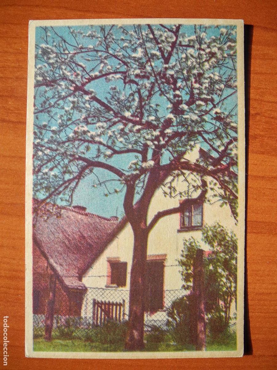 Postcards: Navidad. Paisaje nevado. Casa &aacute;rbol. Editor Josepe. Nueva. 9x14