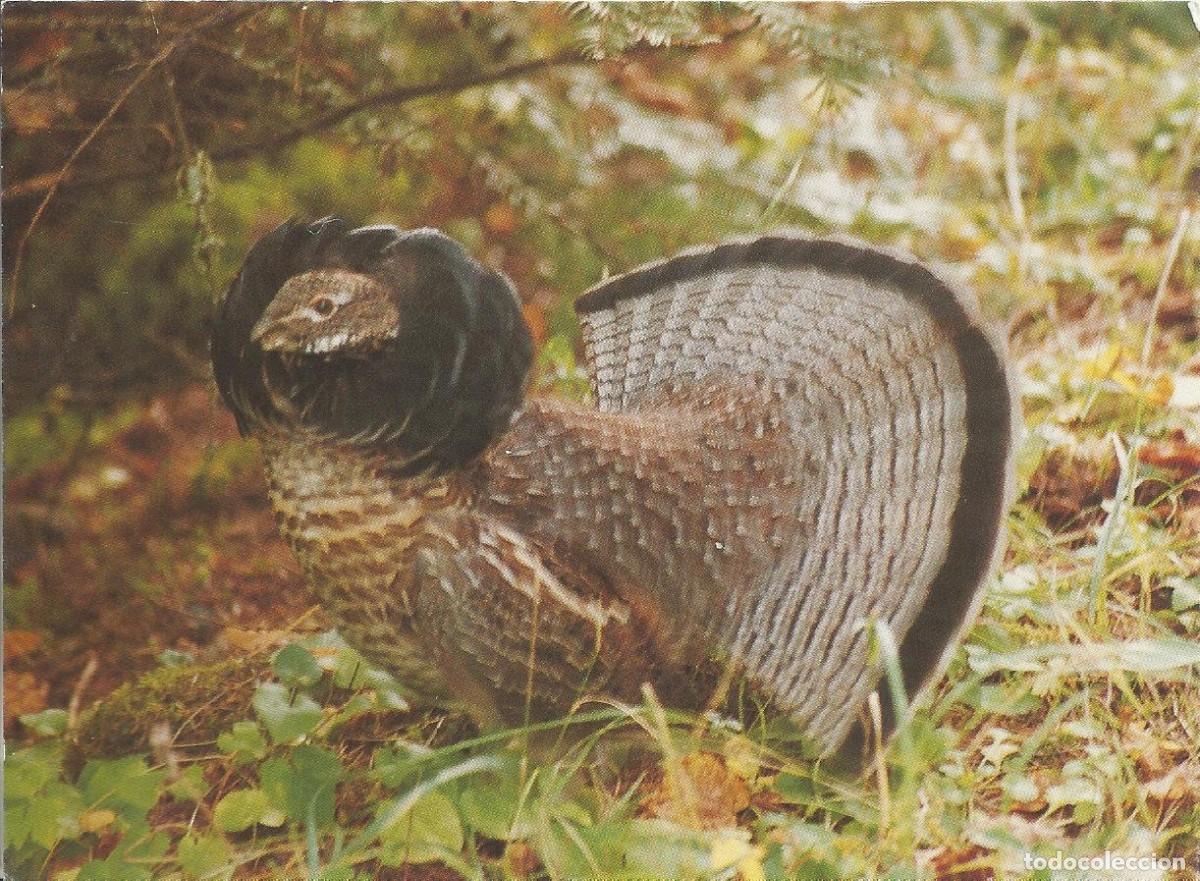 Postcards: Postal Navidad. Wildlife Forever. Dene W. Gary. USA. Doble hoja. 1999. 11x15 cm. Escrita.