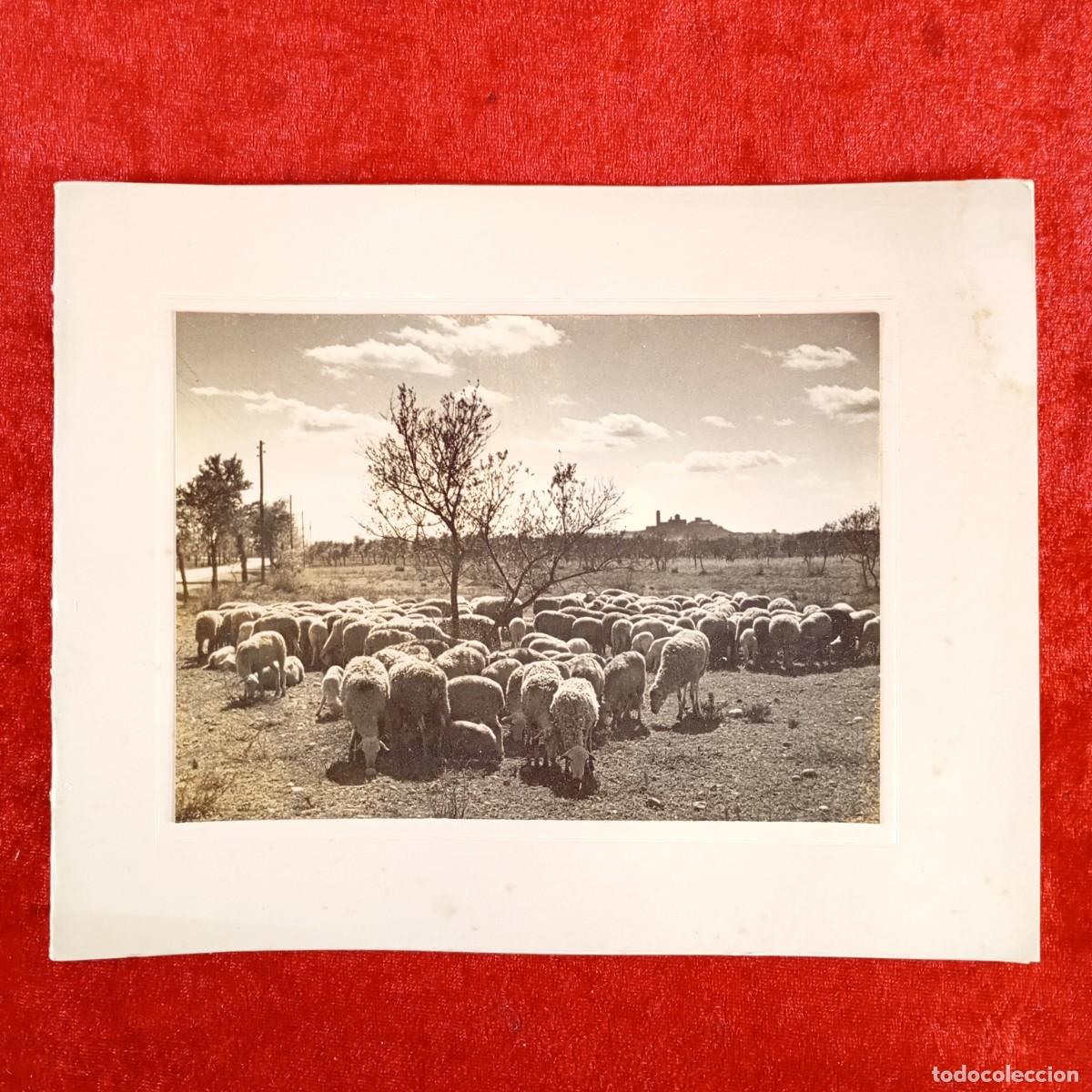 Postales: FELICITACI&Oacute;N NAVIDE&Ntilde;A - OVEJAS CON EL CASTILLO DE L&Eacute;RIDA AL FONDO - DOMINGO ROCH - L&Eacute;RIDA 1950 / 550