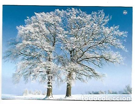 Postales: &rdquo; ARBOLES NEVADOS &rdquo;.- &rdquo; SOS - KINDERDORF &rdquo;.- FELICITACION, ORIGINAL, (OFERTA 3X2). COMPRA 3 Y PAGA2