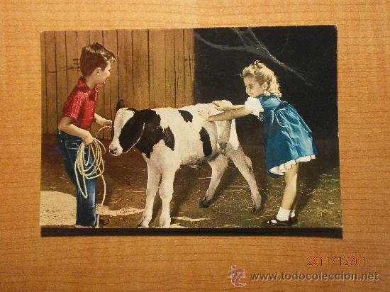 Postales: ANTIGUA POSTAL NI&Ntilde;OS CON EL TERNERO ESCRITA - Foto 1