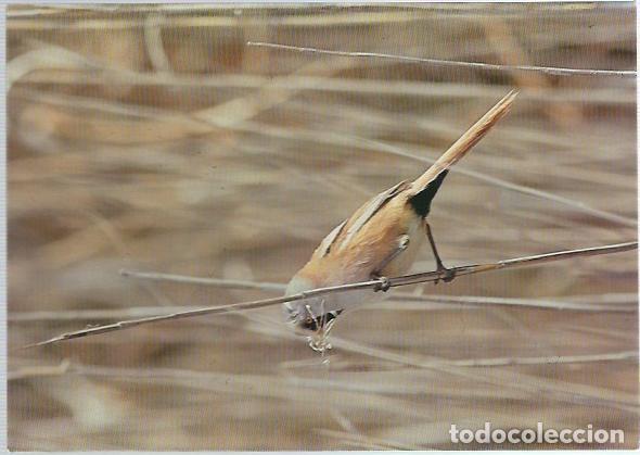 Postales: 2  POSTALES DE DOS PAJAROS DEL PARQUE DE LAS TABLAS DE DAIMIEL - Foto 1