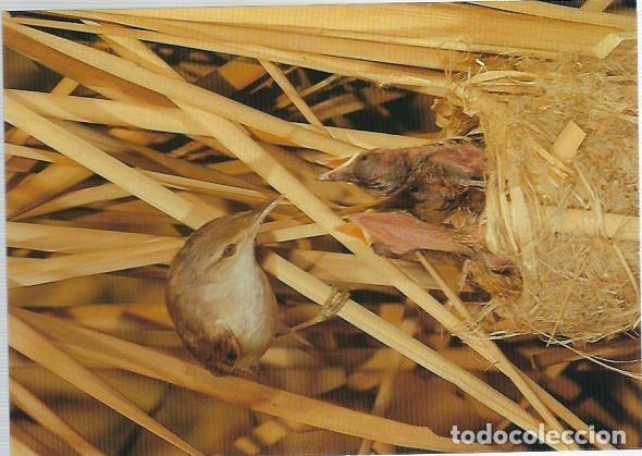 Postales: 2  POSTALES DE DOS PAJAROS DEL PARQUE DE LAS TABLAS DE DAIMIEL - Foto 2