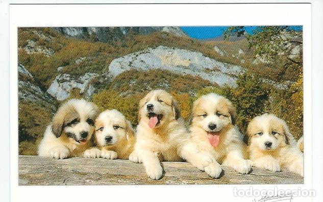Postales: POSTALE DE 5 CRIAS DE PERRO SIN CIRCULAR - Foto 1