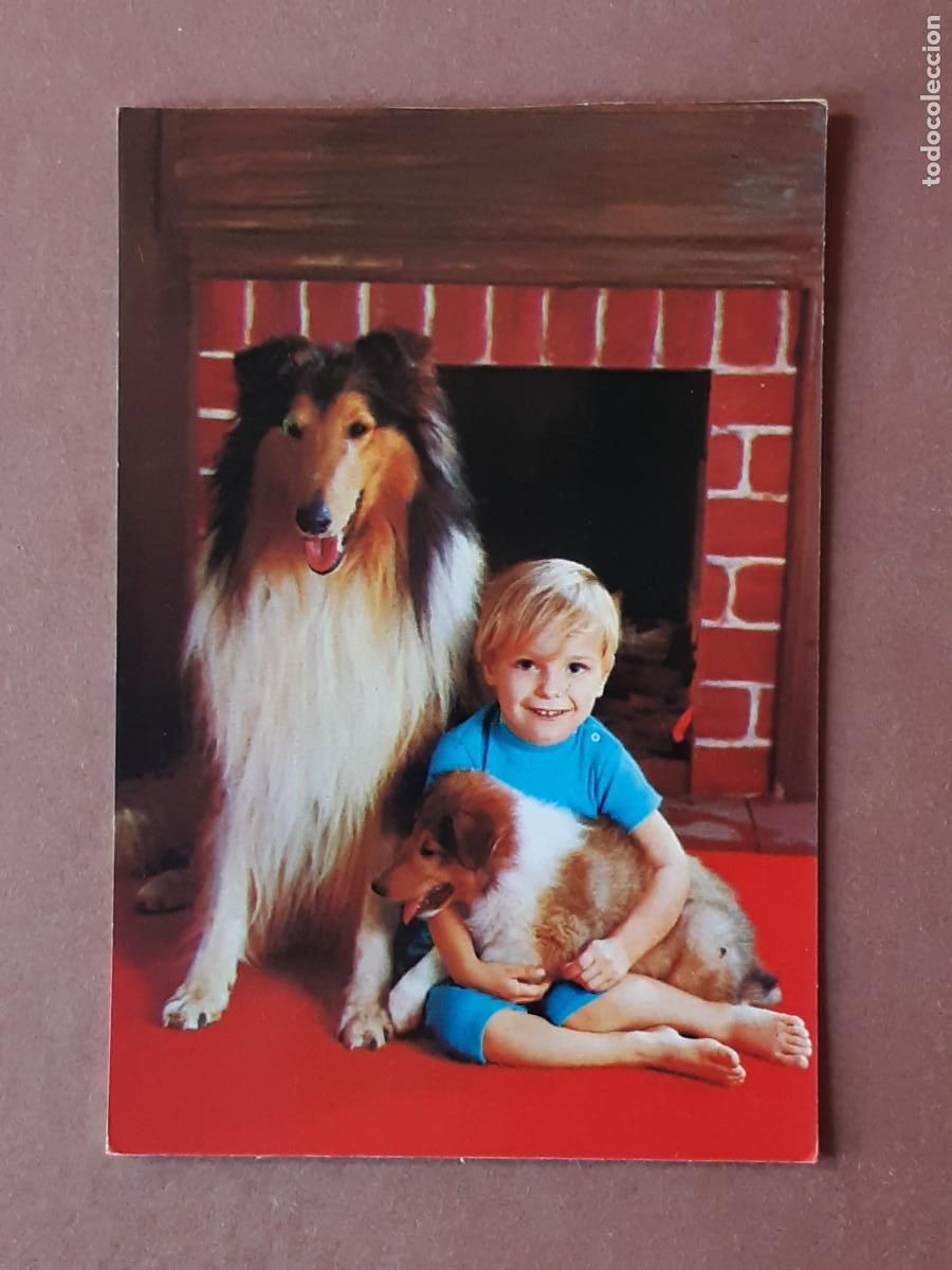 Postales: POSTAL PRODISCON. NI&Ntilde;O CON PERROS. 1981. SIN CIRCULAR. - Foto 1