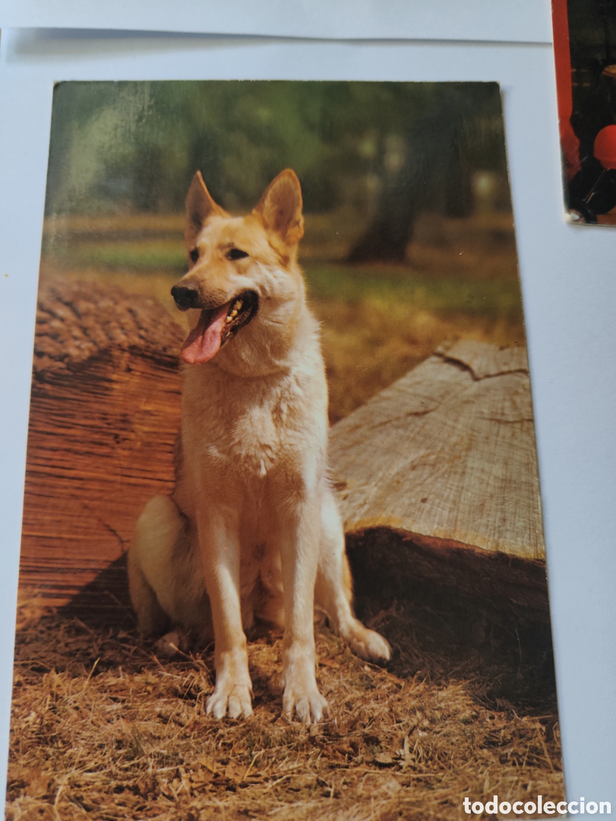 Postales: 5 POSTALES DE NI&Ntilde;OS CON ANIMALES - Foto 2