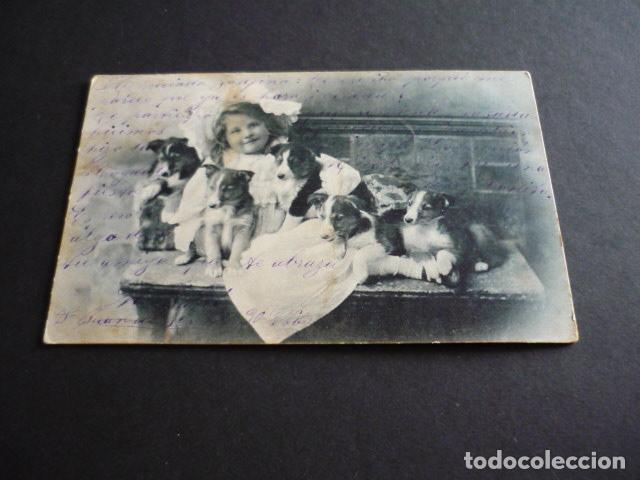 Postales: NI&Ntilde;A CON PERRITOS POSTAL - Foto 1