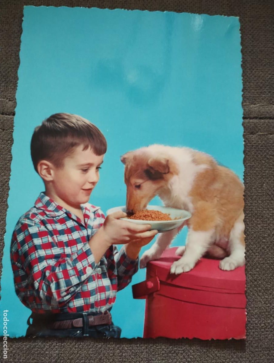 Postales: Postal ni&ntilde;o con perro dando comida. C y Z. 6577 - Foto 1