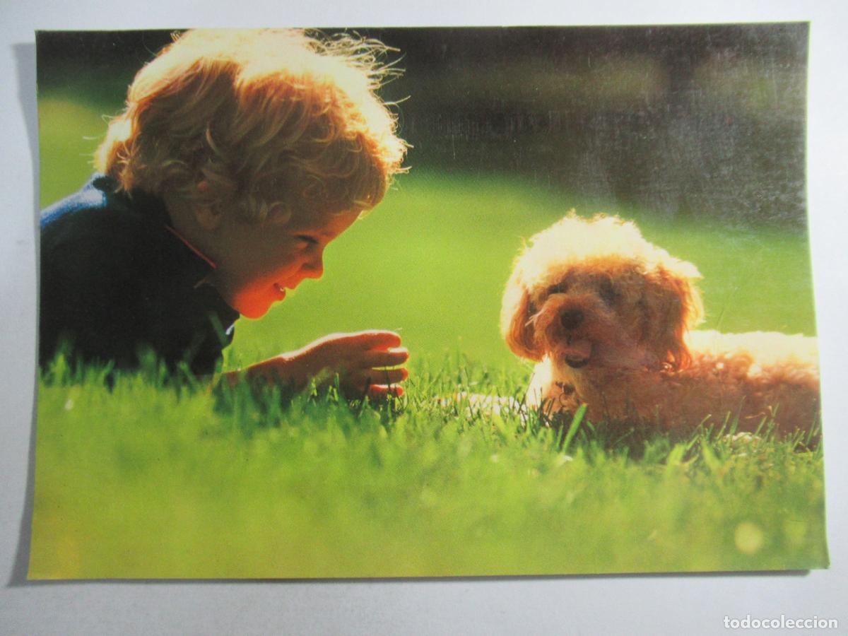 Postales: Ni&ntilde;o y perrito - 16,7 x 11,6 cm. - S/C