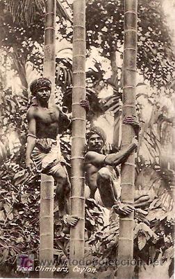 Postales: POSTAL CEYLAN COSTUMBRISMO - Foto 1