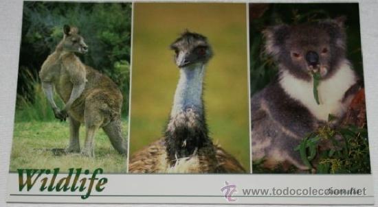 Postales: POSTAL DE AUSTRALIA - WILDLIFE - BARTEL - Foto 1