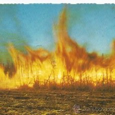 Cartoline: *** PV1246 - POSTAL - SUGAR CANE - FIRING THE CANE BEFORE HARVESTING - AUSTRALIA