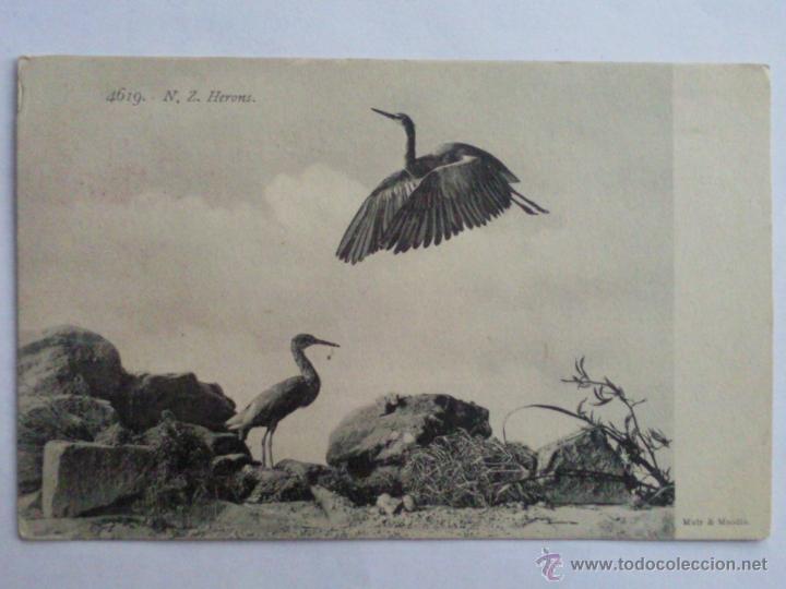 Postales: POSTAL, GARZAS, A&Ntilde;O 1905 - Foto 1