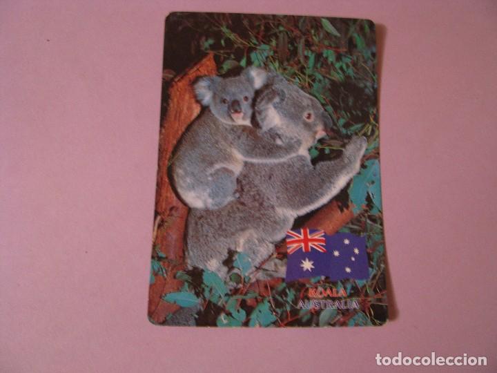 Postales: POSTAL DE AUSTRALIA. KOALA. - Foto 1