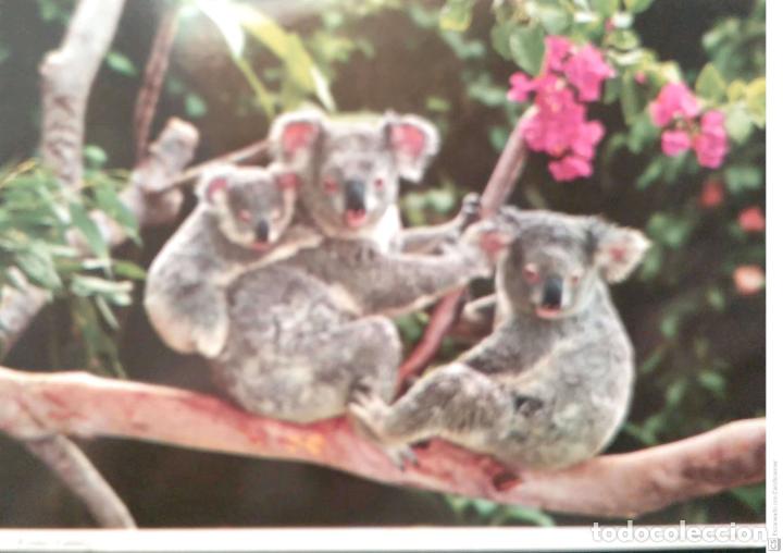 Postales: Australia. Koalas. Usada. Color - Foto 1