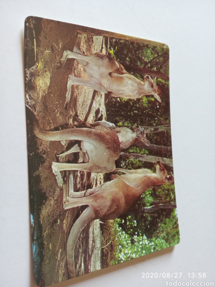 Postales: Postal Australia canguros - Foto 1