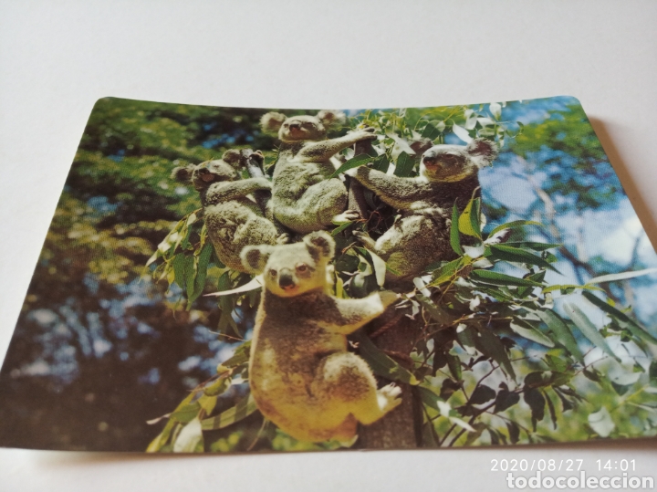 Postales: Koalas Australia postal - Foto 1