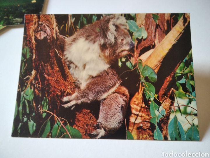 Postales: Postal koala australia - Foto 1