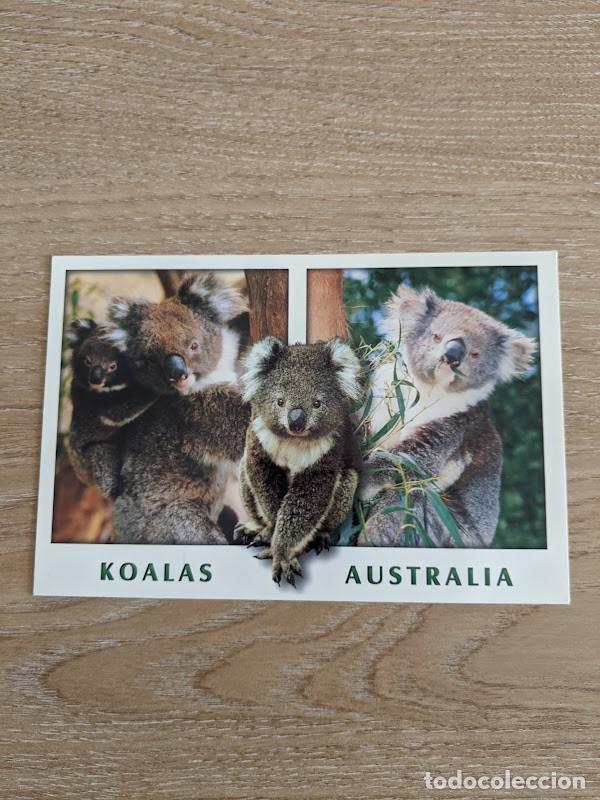 Postales: POSTAL KOALAS-AUSTRALIA - Foto 1