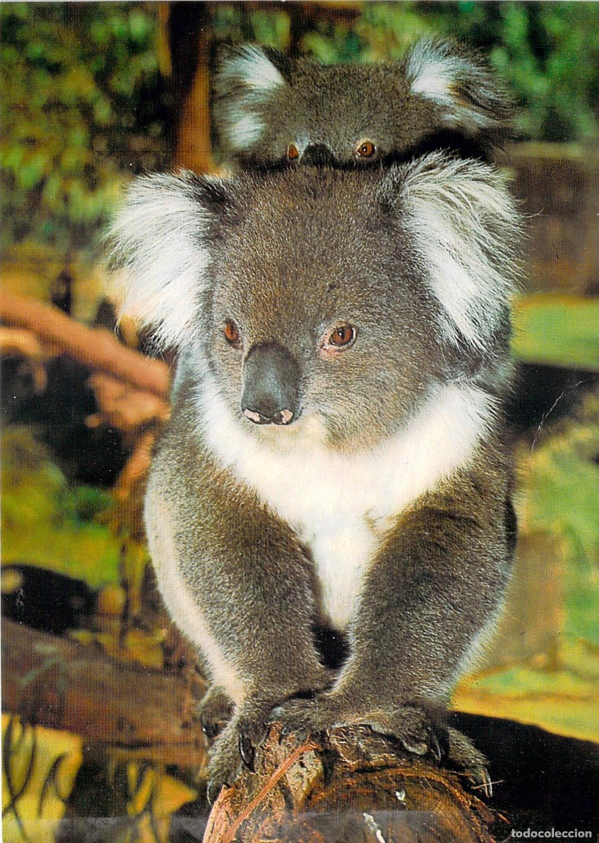 Postales: Postal de Koala y su Cr&iacute;a en Australia - Foto 1