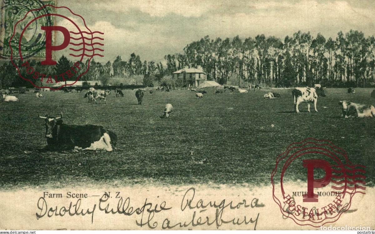 Postales: NUEVA ZELANDA. FARM SCENE. - Foto 1
