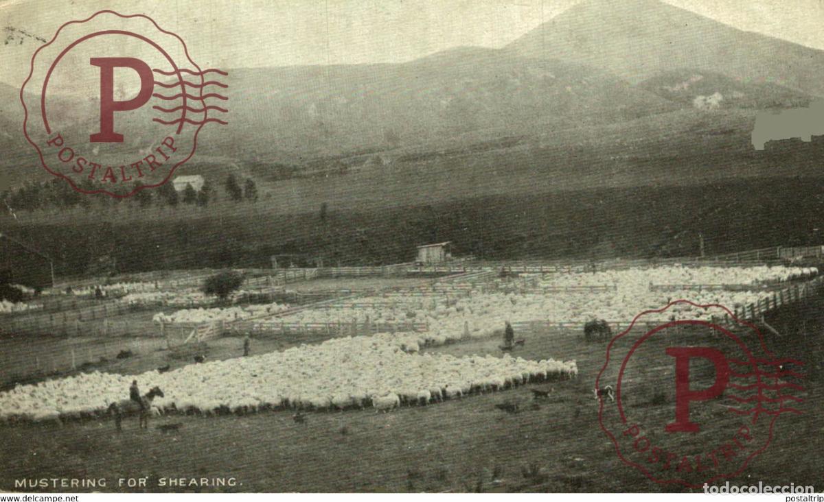 Postales: MUSTERING FOR SHEARING AUSTRALIA - Foto 1