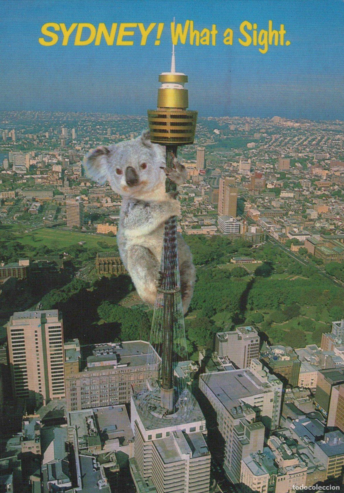Postais: Australia Sydney Koala Bear Climbing Tower Aerial View Cityscape *YAM056