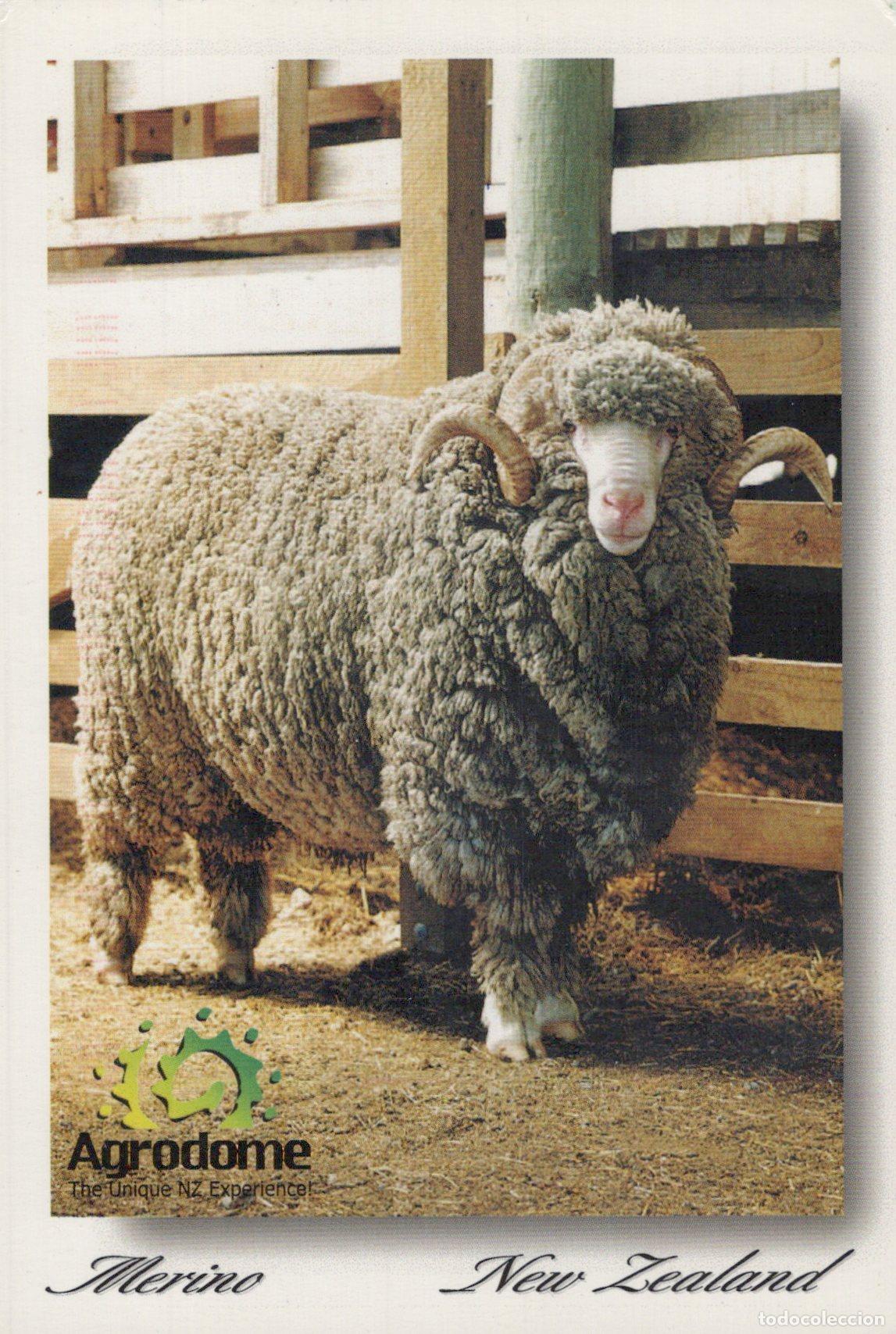 Postales: New Zealand Merino Ram Sheep Agrodome Farm Animal Wool Industry *YAV261