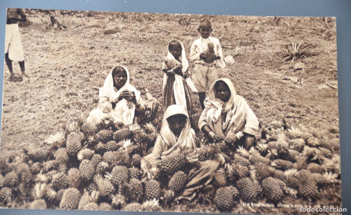 Postales: POSTAL ANTIGUA FIJI. RECOLECCI&Oacute;N DE PI&Ntilde;AS . RAPHAEL TUCK & SONS. CIRCA 1910