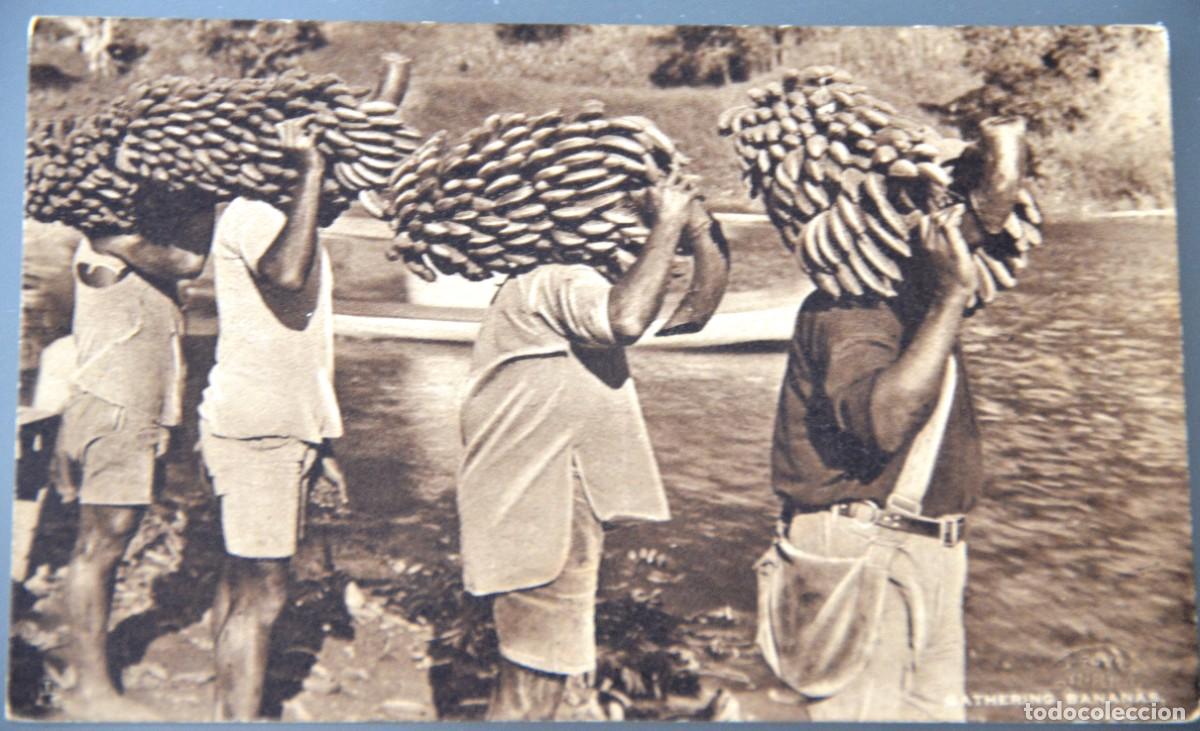 Postales: POSTAL ANTIGUA FIJI. RECOLECCI&Oacute;N DE PL&Aacute;TANOS - GATHERING BANANAS . RAPHAEL TUCK & SONS. CIRCA 1924