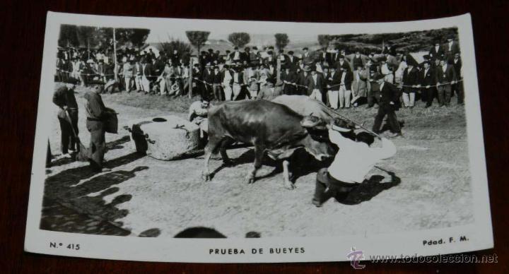 Postais: ANTIGUA FOTO POSTAL DEL PAIS VASCO, PRUEBA DE BUEYES, N. 415, PDAD F.M., NO CIRCULADA, ESCRITA.