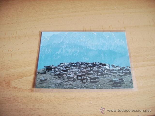 Postales: ISABA   ( NAVARRA )  VALLE DEL RONCAL GANADO MAYOR - Foto 1